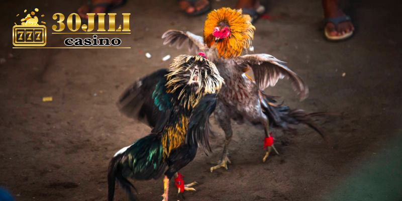 Good questions about 30jili cockfighting